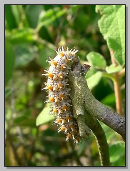 Gonepteryx rhamni, Melitaea didyma e Polyommatus cf. escheri